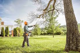 Best Tree Preservation Services  in New Brunswick, NJ